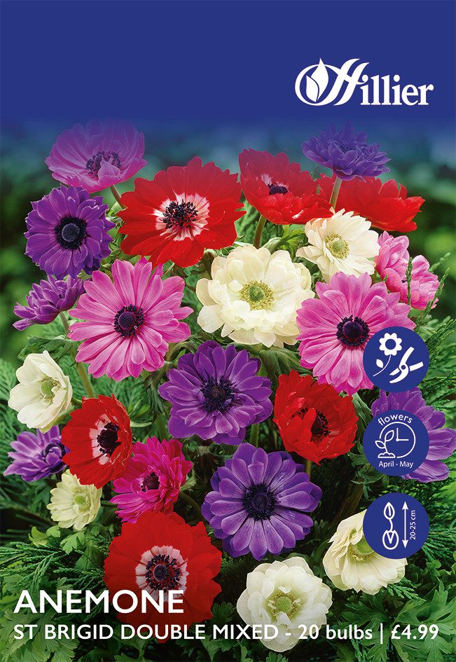 8718641999592 1 Anemone St Brigid Double Mixed Bulbs.jpg